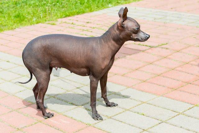chihuahua balding