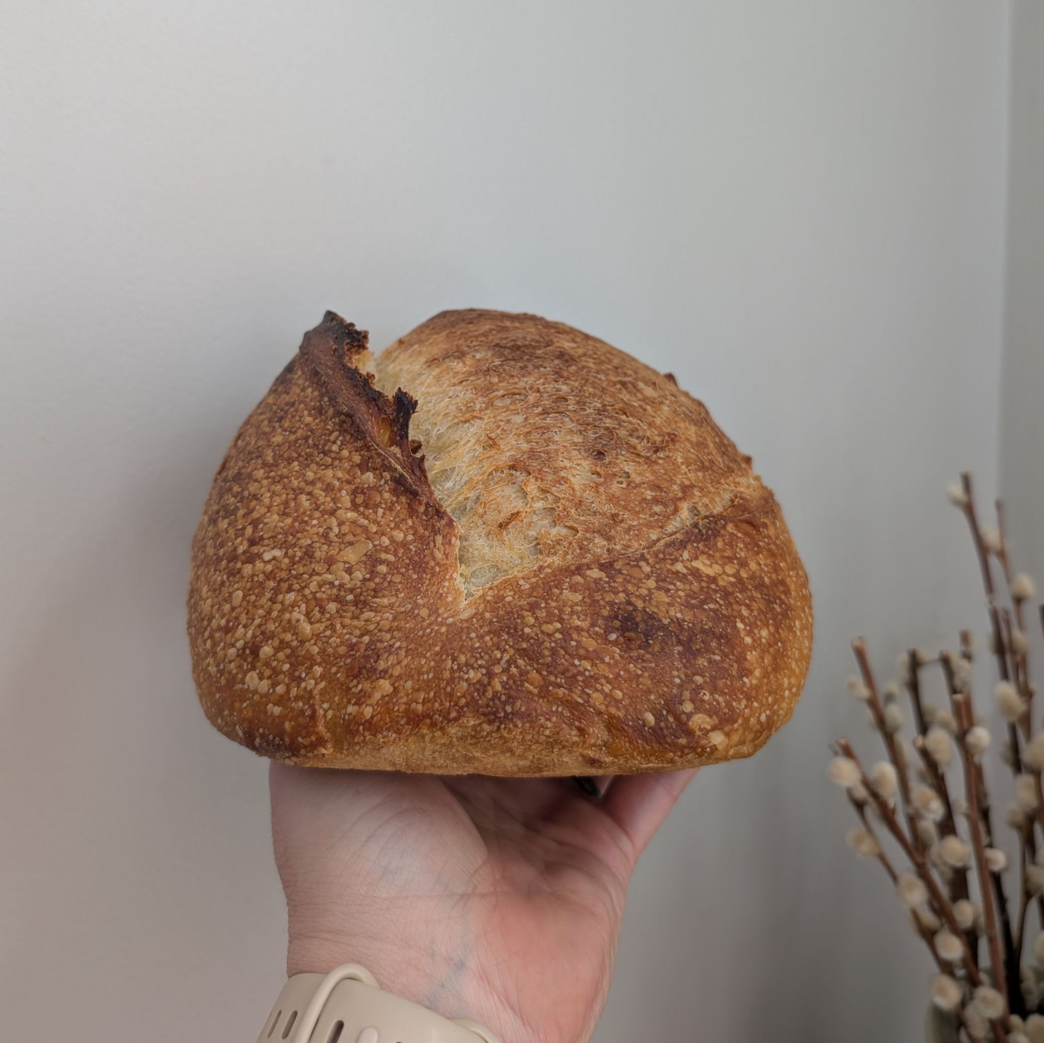 Cherry Street Bread | Sourdough Microbakery | Adriane — photo from hotplate.com