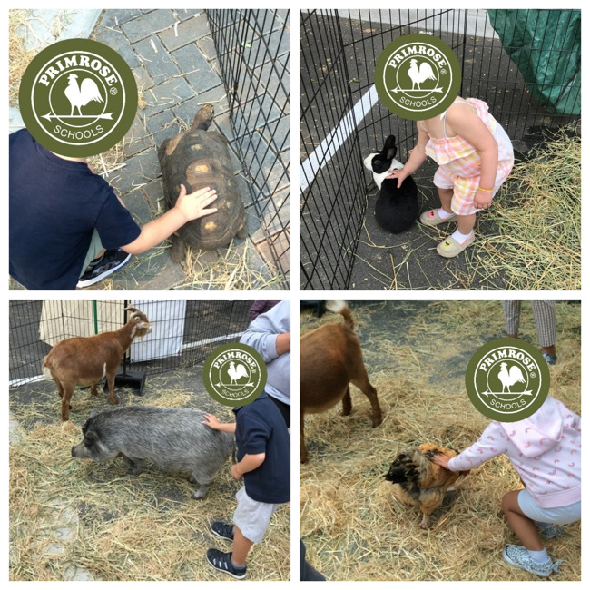collage of Primrose School of Willow Glen students petting chickens, bunnies, pigs, and goats 