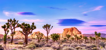 2-Day Motorcycle Tour: LA – Big Bear – Joshua Tree – LA near Pasadena, CA