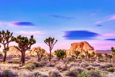 2-Day Motorcycle Tour: LA – Big Bear – Joshua Tree – LA