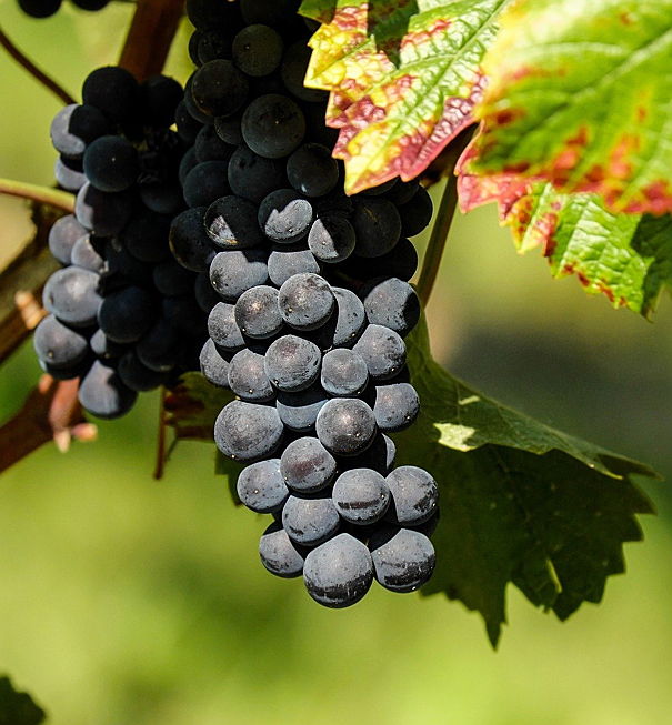  Merano
- Purple grapes in autumn