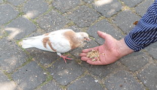 franz frieling f dina