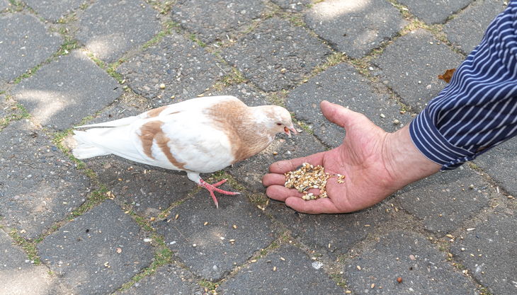 franz frieling f dina