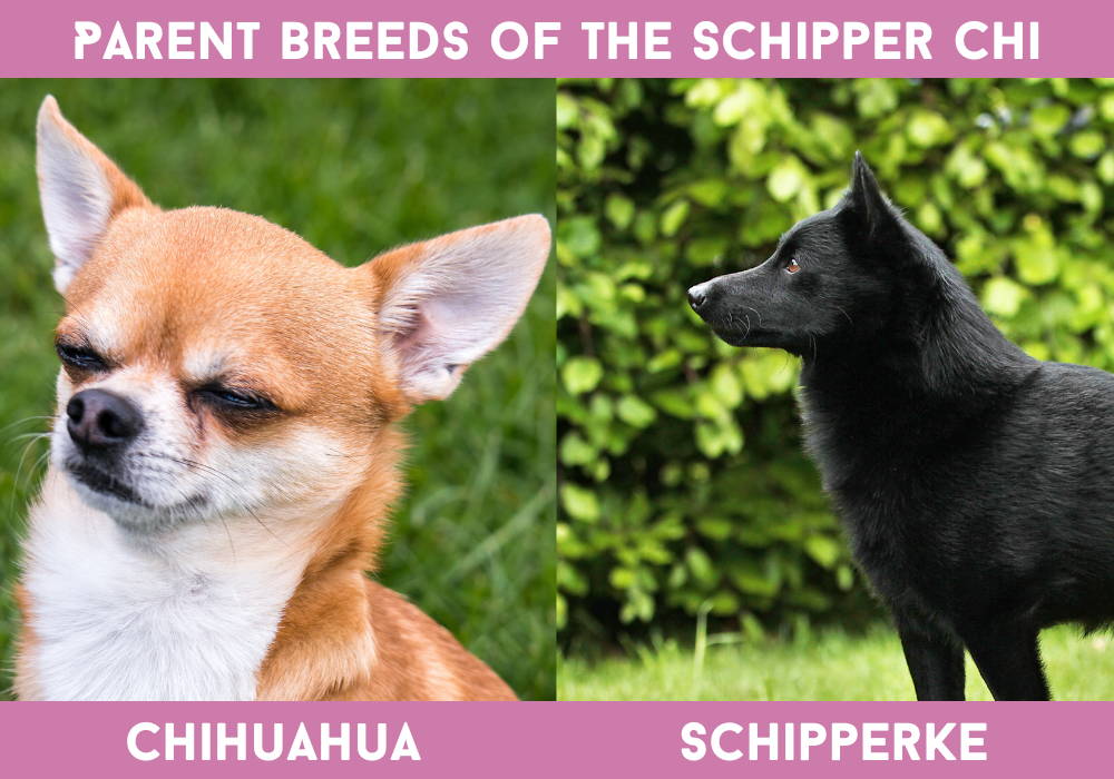 brown schipperke chihuahua mix