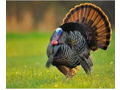 3 Day- 2 Person Turkey Hunt in Ohio