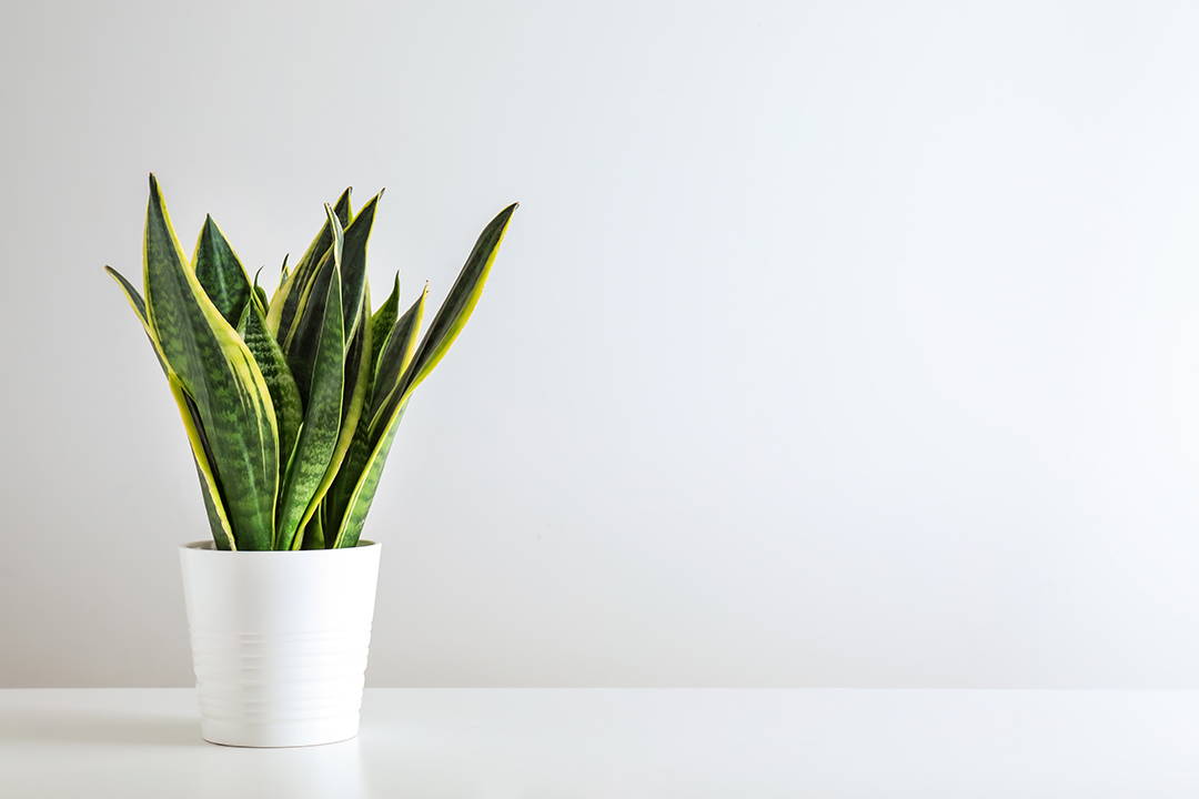 Snake plant, Biophilia, Bophilic design