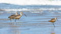 3 curlews on the seaside