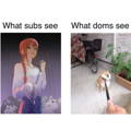 Funny BDSM meme