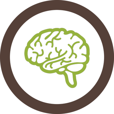 brain
