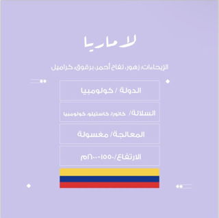 قهوة نسج الماريا كولومبيا مغسولة