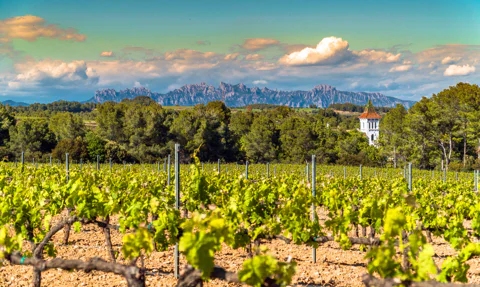 From Barcelona: Montserrat Half-Day Wine and Tapas Trip