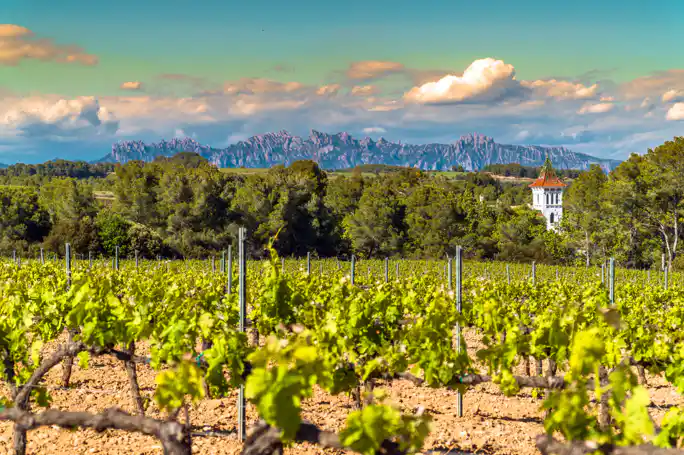 From Barcelona: Montserrat Half-Day Wine and Tapas Trip