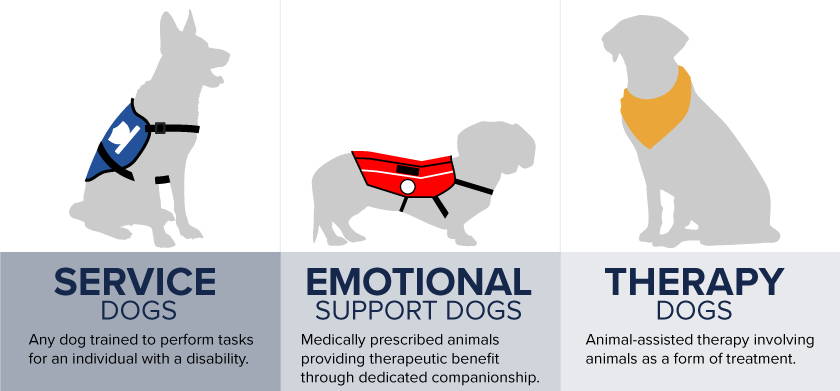 can a chihuahua be a service dog for anxiety