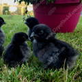ayam_cemani_chicks_hatching_eggs_for_sale_NPIP_ship_nationwide