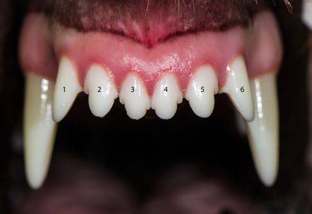 chihuahua incisor teeth