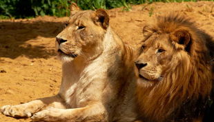 zoom erlebniswelt löwen