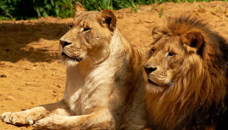zoom erlebniswelt löwen