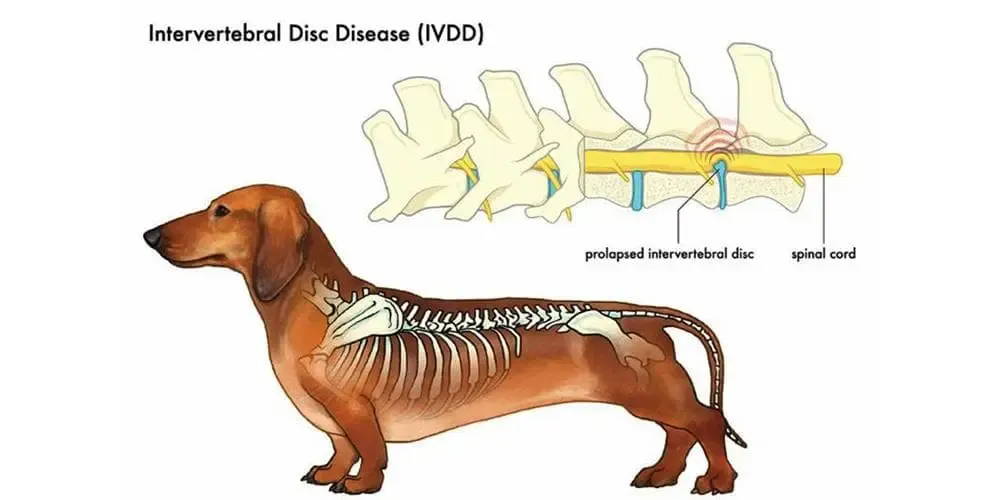 beagle dachshund chihuahua mix