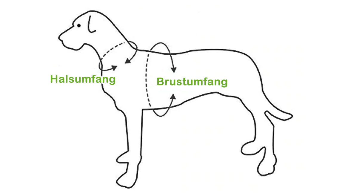 Hals- und Brustumfang eines Hundes abgebildet