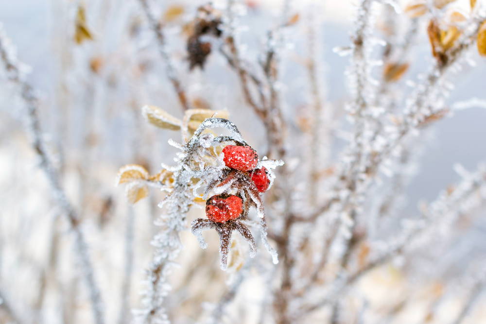 gefrorene Knospe von Rose im Winter