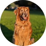Rose-Hip Vital Canine | Toohey Arthritis