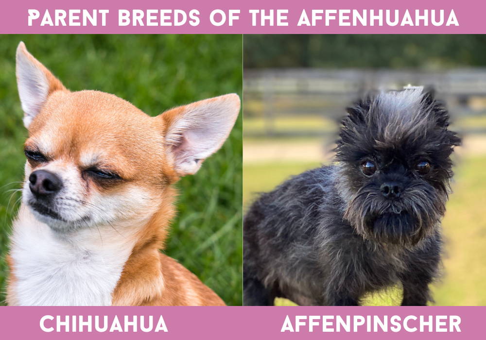 chihuahua mixed breed affenpinscher
