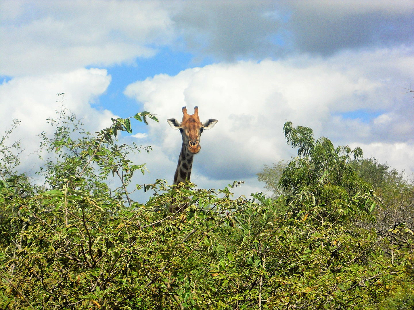  Hoedspruit
- Giraffe in wildlife estate