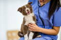 Happy brown and white dog sitting in a veterinarian's lap