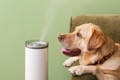 Dog with a humidifier to help with a runny nose