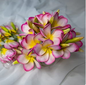 Light Pink with Buds Frangipani Flowerhead (6 Pack) - Realistic Artificial Flowers