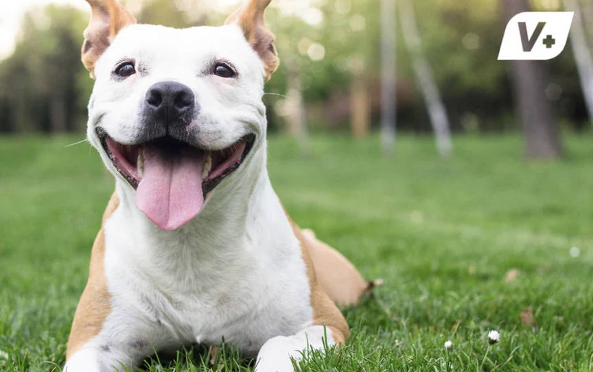 Happy pit bull terrier smiling with tongue out on a patch of grass 