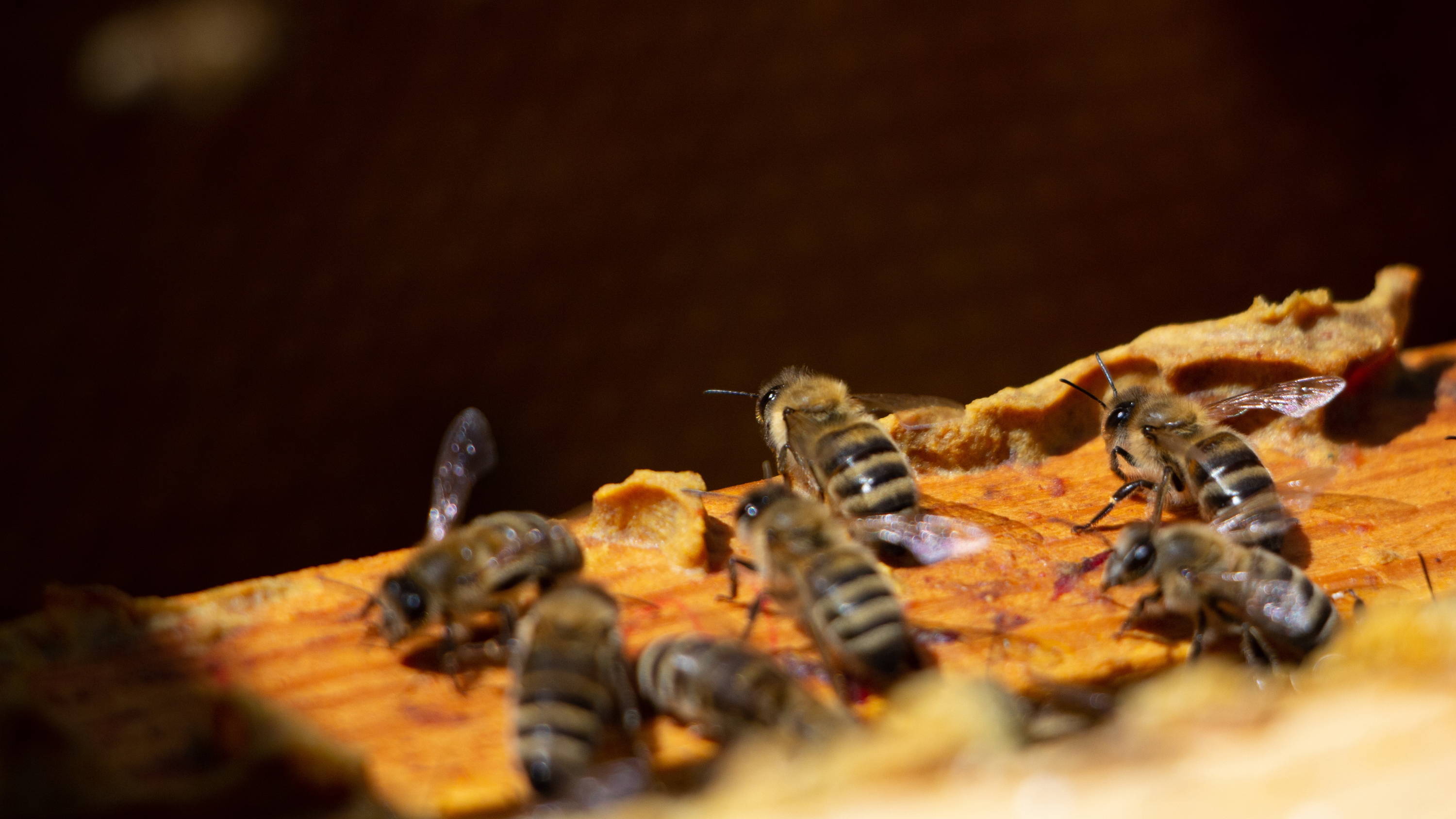 Propolis auf Oberträger