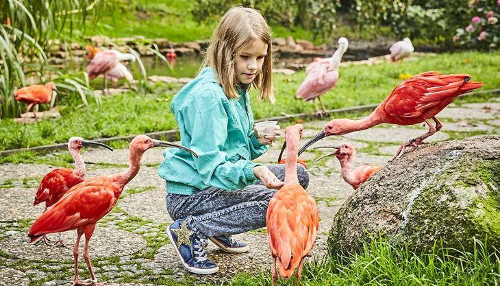 weltvogelpark freiflughalle