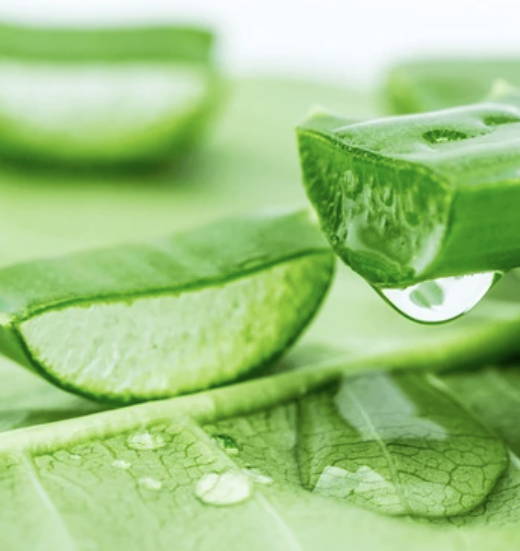 Aloe Vera, a dog itchy skin home remedy