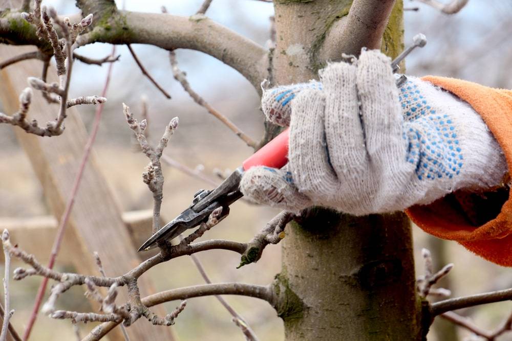 Ast wird von Gartenschere abgeschnitten