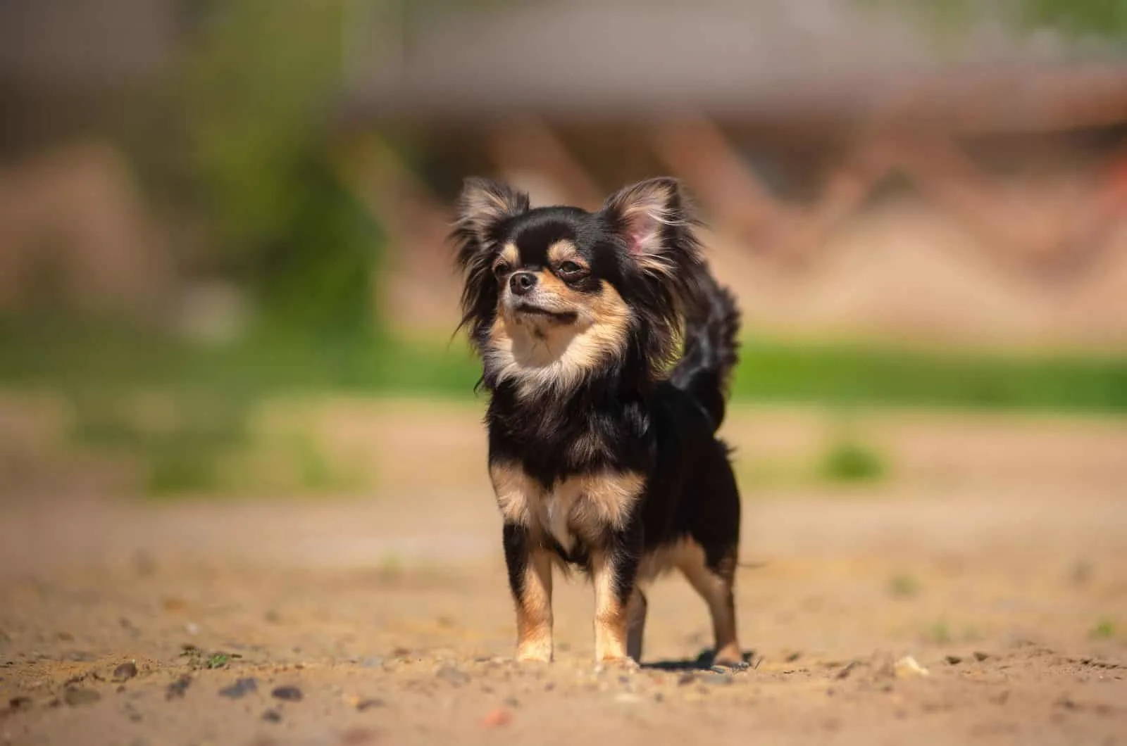 chilier dog breeder