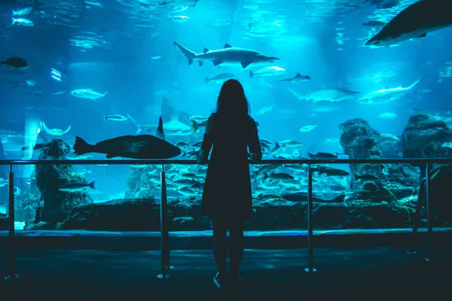 Barcelona City Tour Hop-On Hop-Off and Aquarium - photo 3