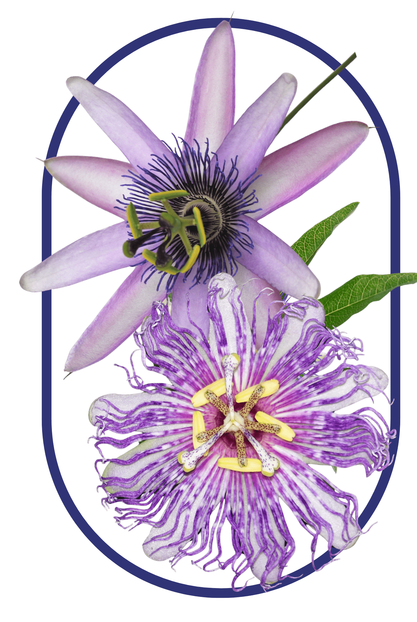 Passion flower thats part of the best ashwagandha supplement