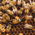 queen-honeybee-laying-eggs