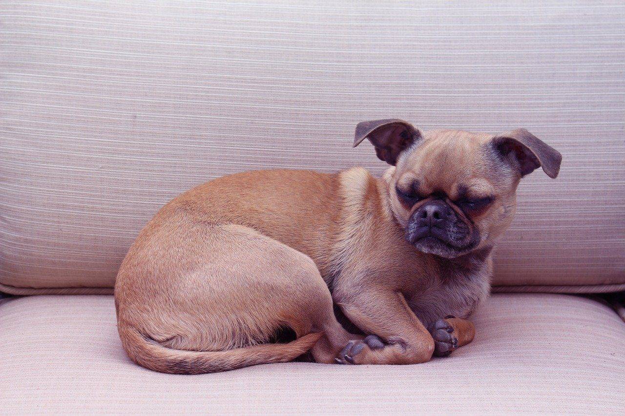 pug and chihuahua mixed
