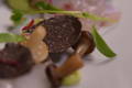Chocolate -  It's all about love