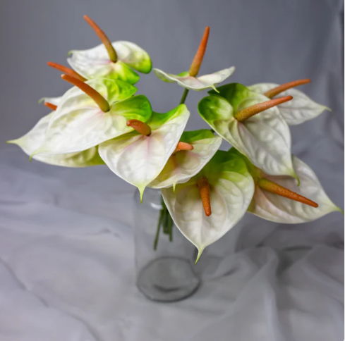 Anthurium Small White/Green - Realistic Artificial Flowers