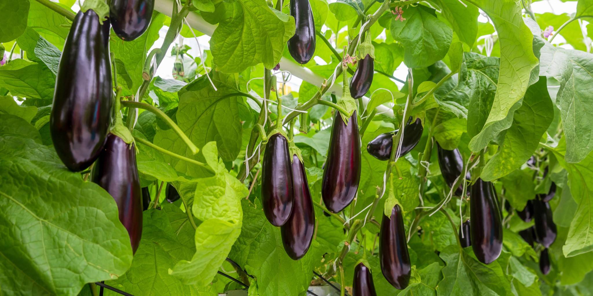 Hvordan lykkes med å dyrke aubergine i Norge | Plukkselv – Plukkselv.no