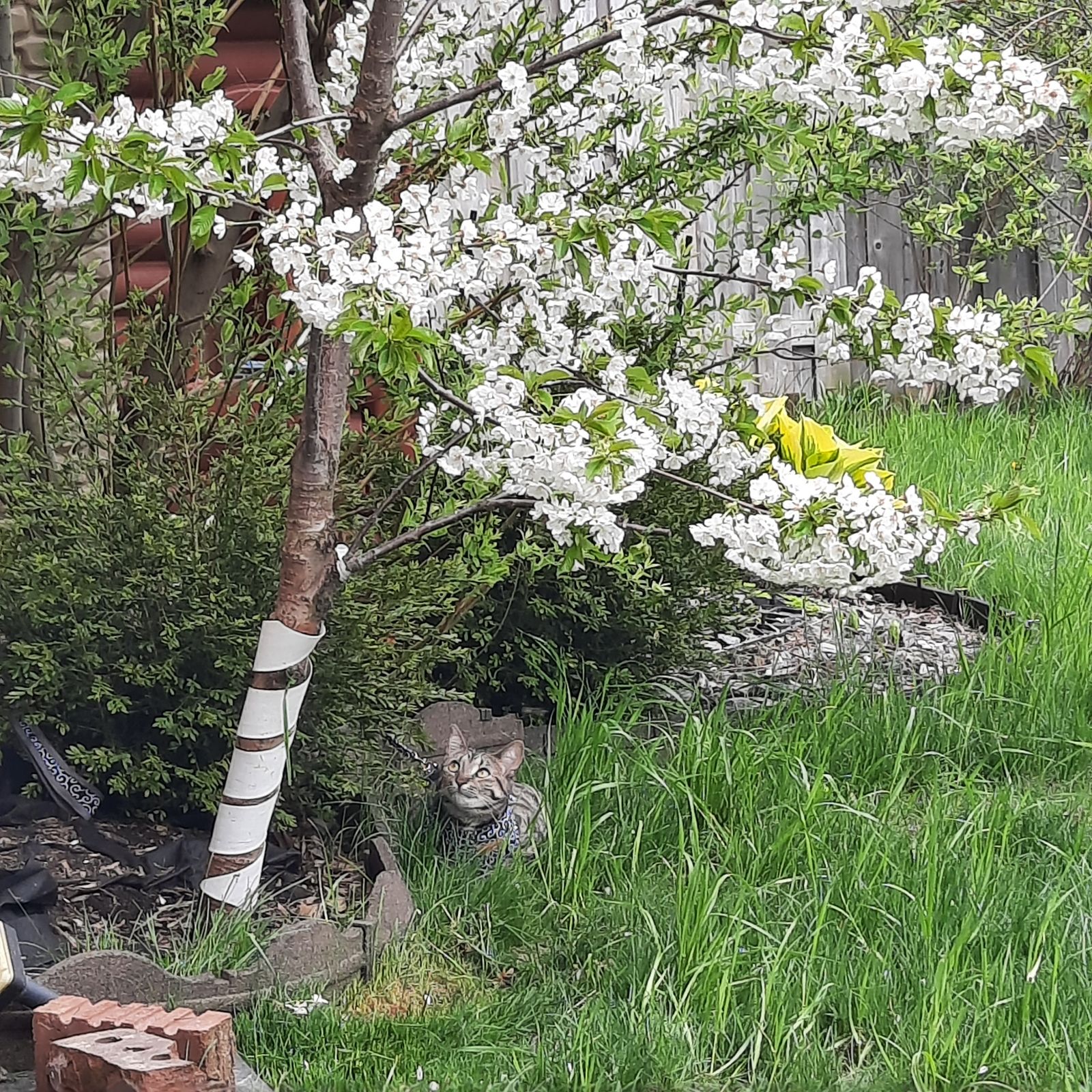 A cat looking up at a tree in the garden