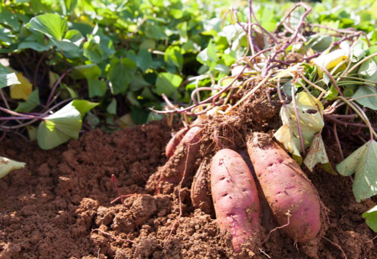 さつまいも シルクスイート