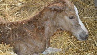 die reitzwerge pfohlen