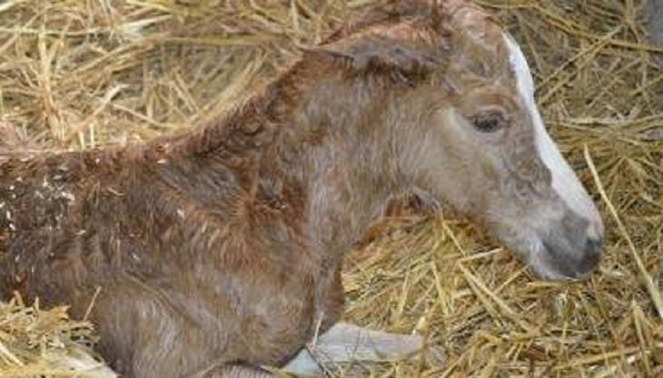 die reitzwerge pfohlen