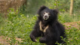 naturzoo rheine bär