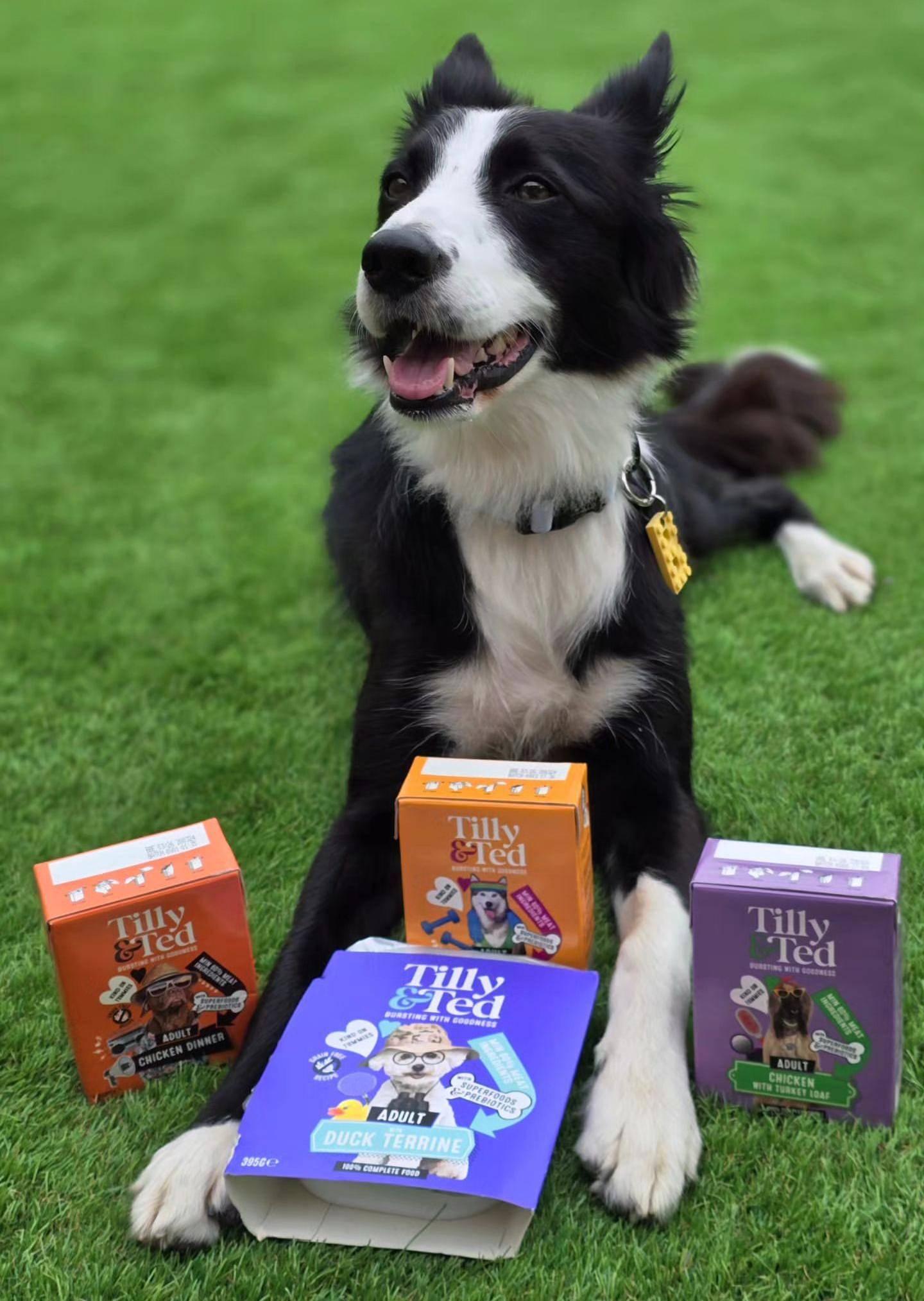 Border Collie dog breed posing with popular Tilly & Ted meals in garden